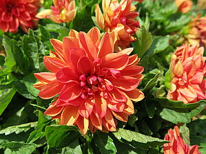 Impossible d'afficher l'image