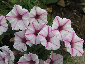 Petunia Supertunia Mini Vista 'Pink Star' Impossible d'afficher l'image