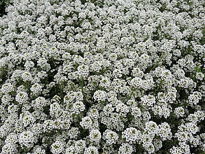 Impossible d'afficher l'image