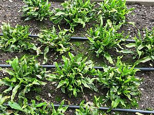 Impossible d'afficher l'image