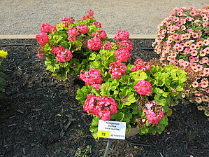 Impossible d'afficher l'image