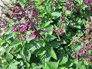 Salvia Rockin 'Fuchsia' Impossible d'afficher l'image