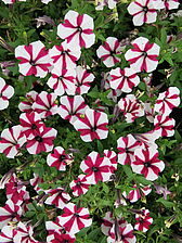 Petunia Shortcake 'Raspberry' Impossible d'afficher l'image