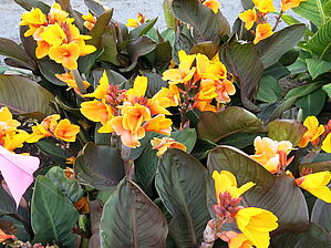 Impossible d'afficher l'image