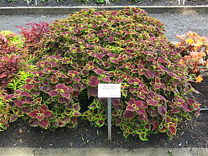 Plectranthus 'Burgundy Lime' Impossible d'afficher l'image