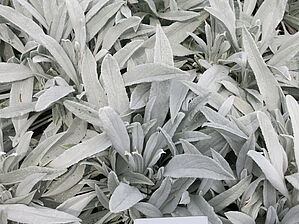 Senecio 'Bello Grigio' Impossible d'afficher l'image