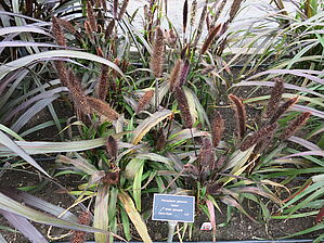 Impossible d'afficher l'image