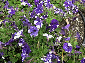 Impossible d'afficher l'image