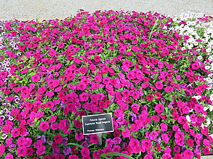 Petunia 'Supertunia Royal Magenta' Impossible d'afficher l'image