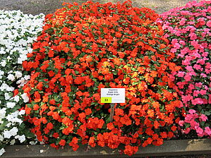 Impossible d'afficher l'image