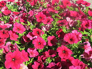 Impossible d'afficher l'image