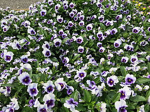Viola 'XP Beaconsfield' Impossible d'afficher l'image