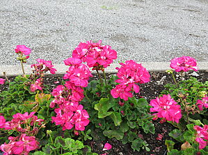 Impossible d'afficher l'image