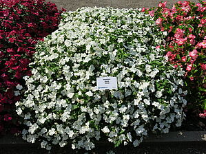 Impossible d'afficher l'image