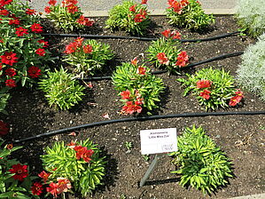 Alstroemeria 'Little Miss Zoe' Impossible d'afficher l'image