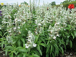 Salvia Majesty 'White' Impossible d'afficher l'image