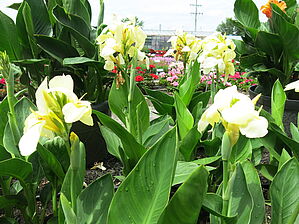 Impossible d'afficher l'image