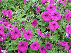 Petunia (Pot) Easy Wave 'Violet Improved' Impossible d'afficher l'image