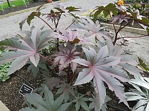 Ricinus 'Red Giant' Impossible d'afficher l'image