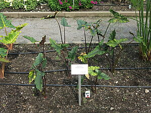 Alocasia 'Purple Cloak' Impossible d'afficher l'image