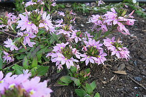 Impossible d'afficher l'image