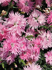 Impossible d'afficher l'image