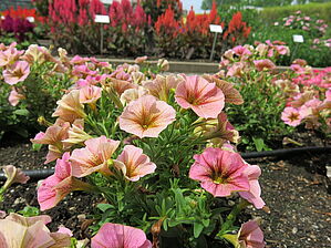 Impossible d'afficher l'image