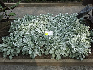 Impossible d'afficher l'image