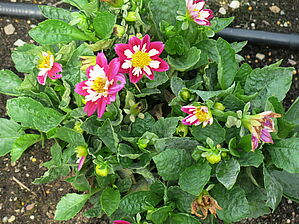 Impossible d'afficher l'image