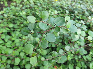 Impossible d'afficher l'image