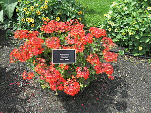 Impossible d'afficher l'image