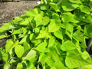 Impossible d'afficher l'image