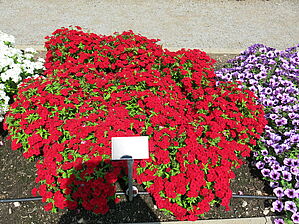 Phlox 'Intensia Red Hot' Impossible d'afficher l'image
