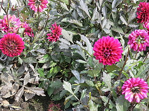 Impossible d'afficher l'image