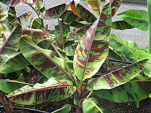 Impossible d'afficher l'image