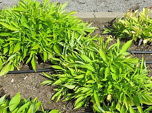 Impossible d'afficher l'image