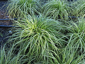 Impossible d'afficher l'image