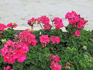 Impossible d'afficher l'image