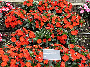 Impossible d'afficher l'image