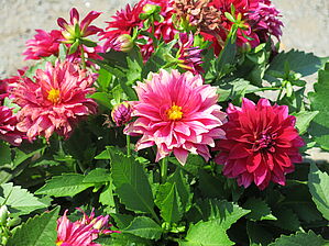 Dahlia Labella 'Maggiore Purple' Impossible d'afficher l'image