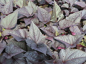 Impossible d'afficher l'image