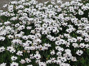 Impossible d'afficher l'image