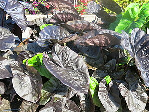 Impossible d'afficher l'image