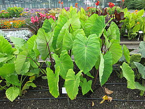 Impossible d'afficher l'image