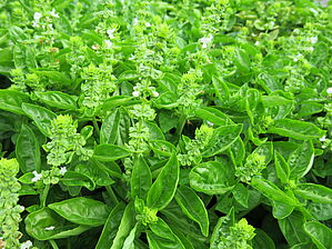 Impossible d'afficher l'image