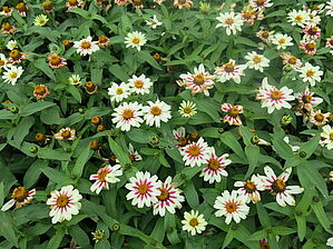 Zinnia 'Zahara Starlight Rose' Impossible d'afficher l'image