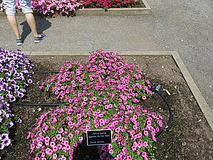 Impossible d'afficher l'image