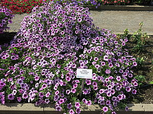 Petunia Opera 'Purple Veined' Impossible d'afficher l'image