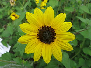 Impossible d'afficher l'image