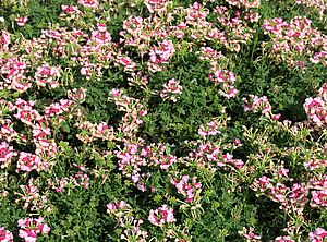 Verbena 'Superbena Parkling Ruby' Impossible d'afficher l'image